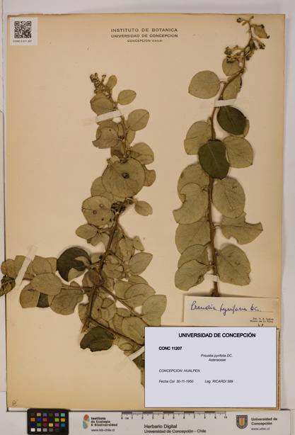 Proustia pyrifolia [Espécimen: UDEC:CONC:0011207]