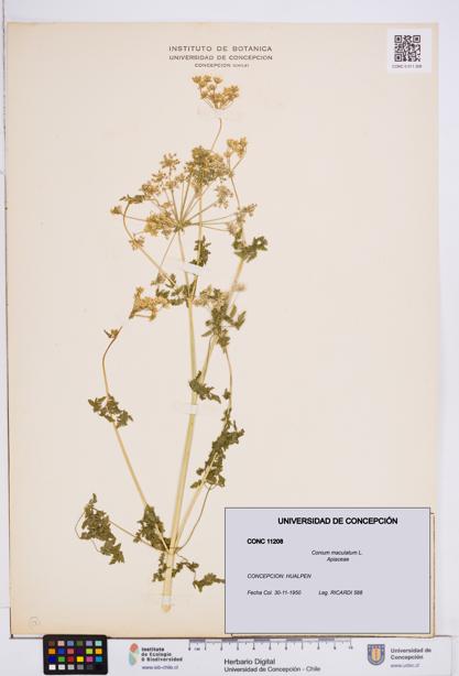 Conium maculatum [Espécimen: ]