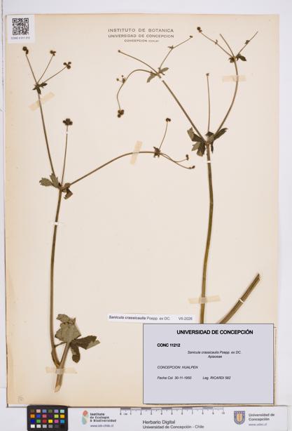 Sanicula crassicaulis [Espécimen: ]