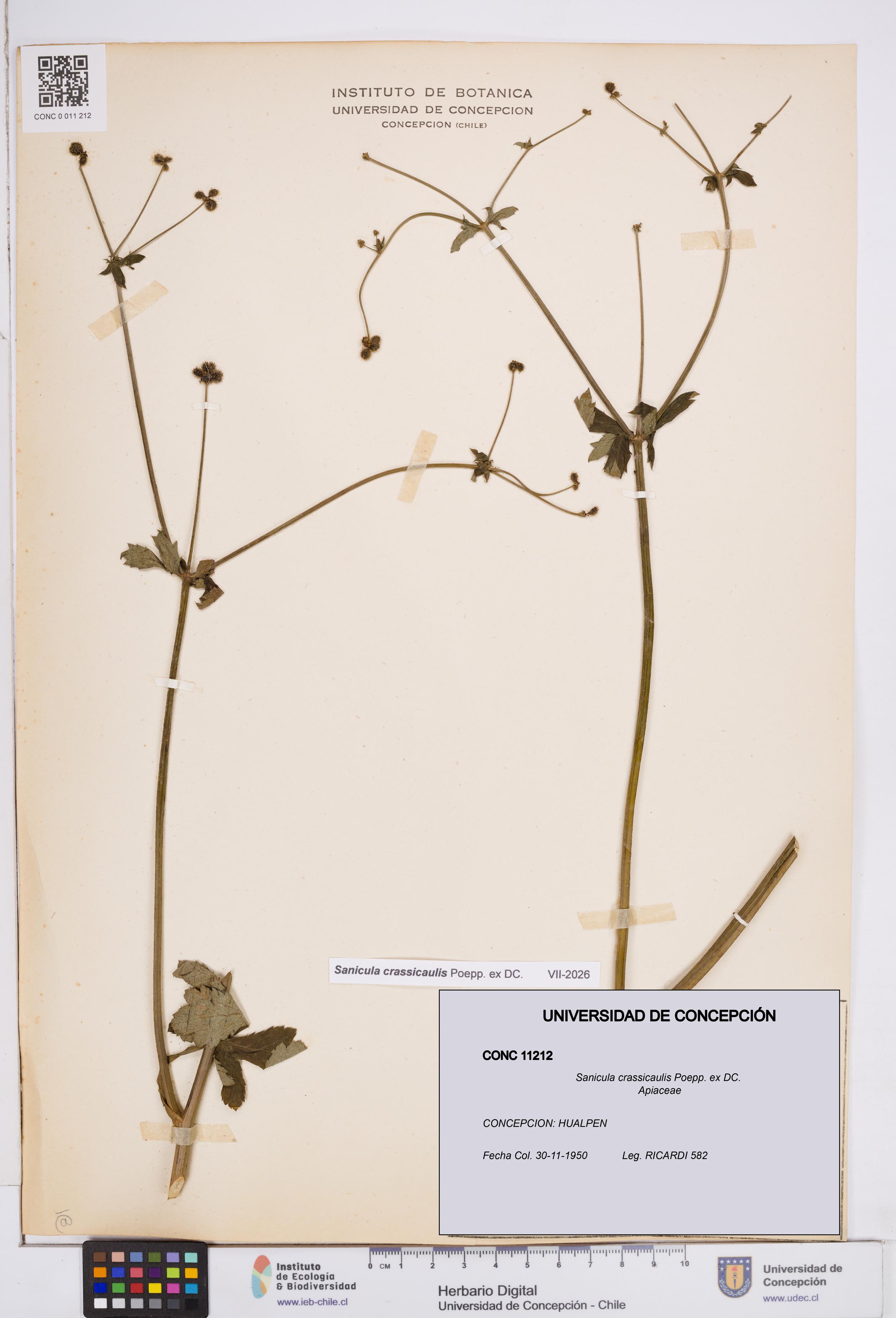 Sanicula crassicaulis [Espécimen: ]
