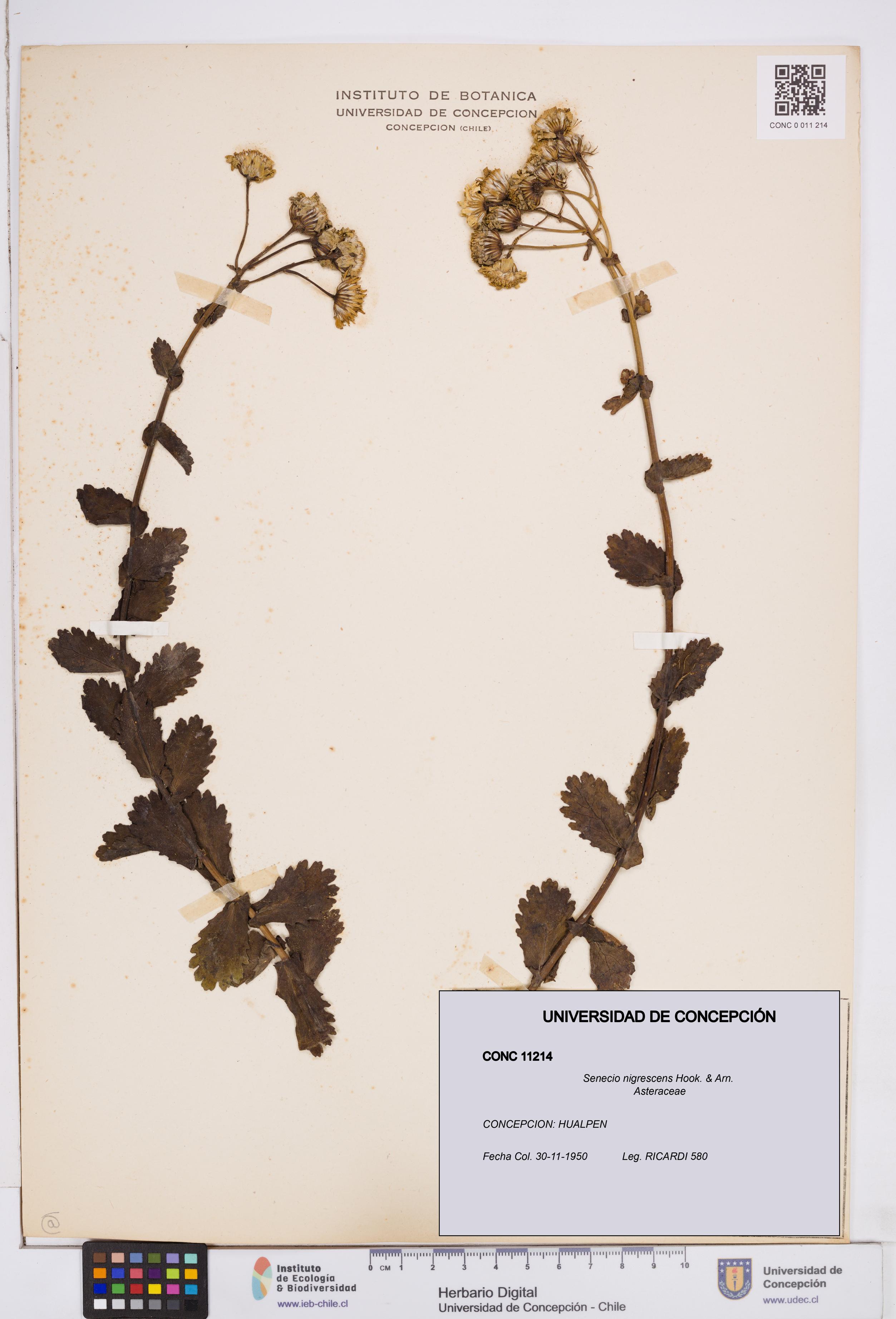 Senecio nigrescens [Espécimen: ]