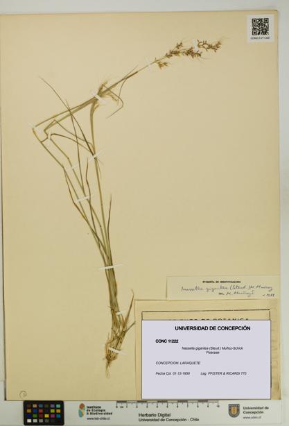 Nassella gigantea [Espécimen: UDEC:CONC:0011222]