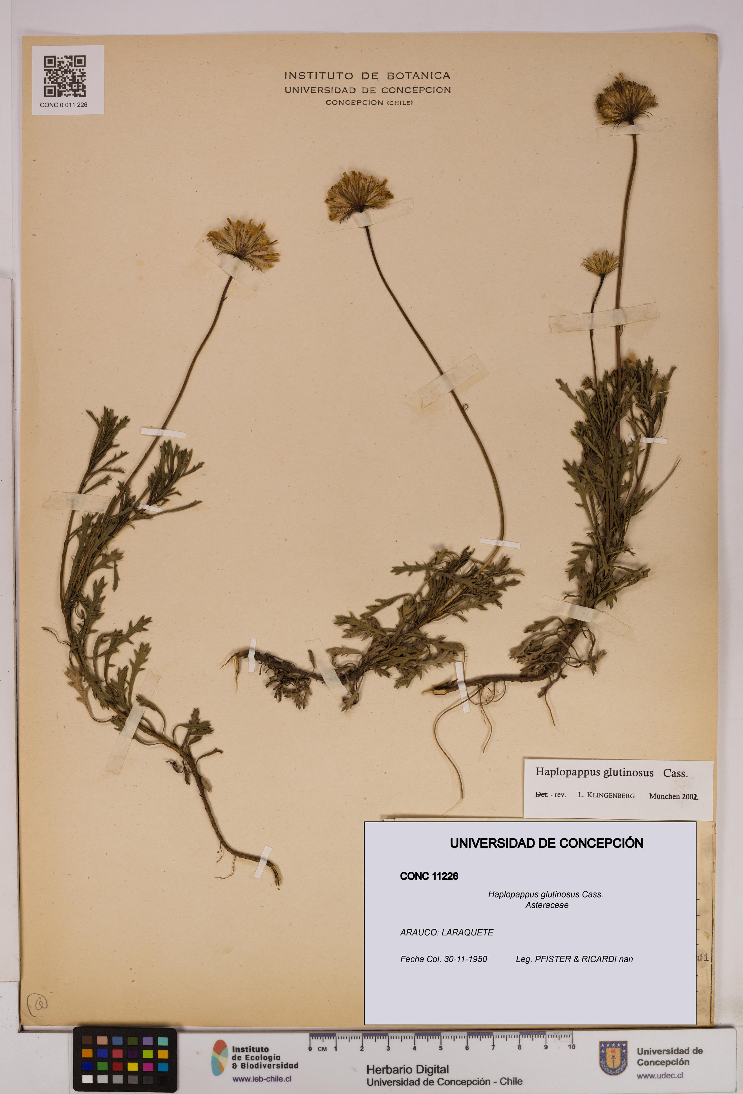Haplopappus glutinosus [Espécimen: UDEC:CONC:0011226]