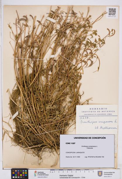 Ornithopus compressus [Espécimen: ]