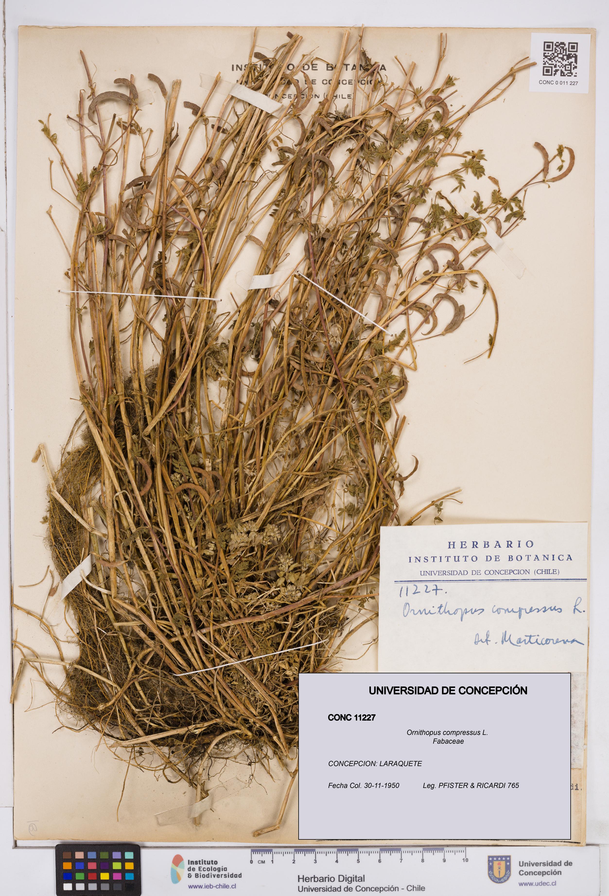Ornithopus compressus [Espécimen: ]