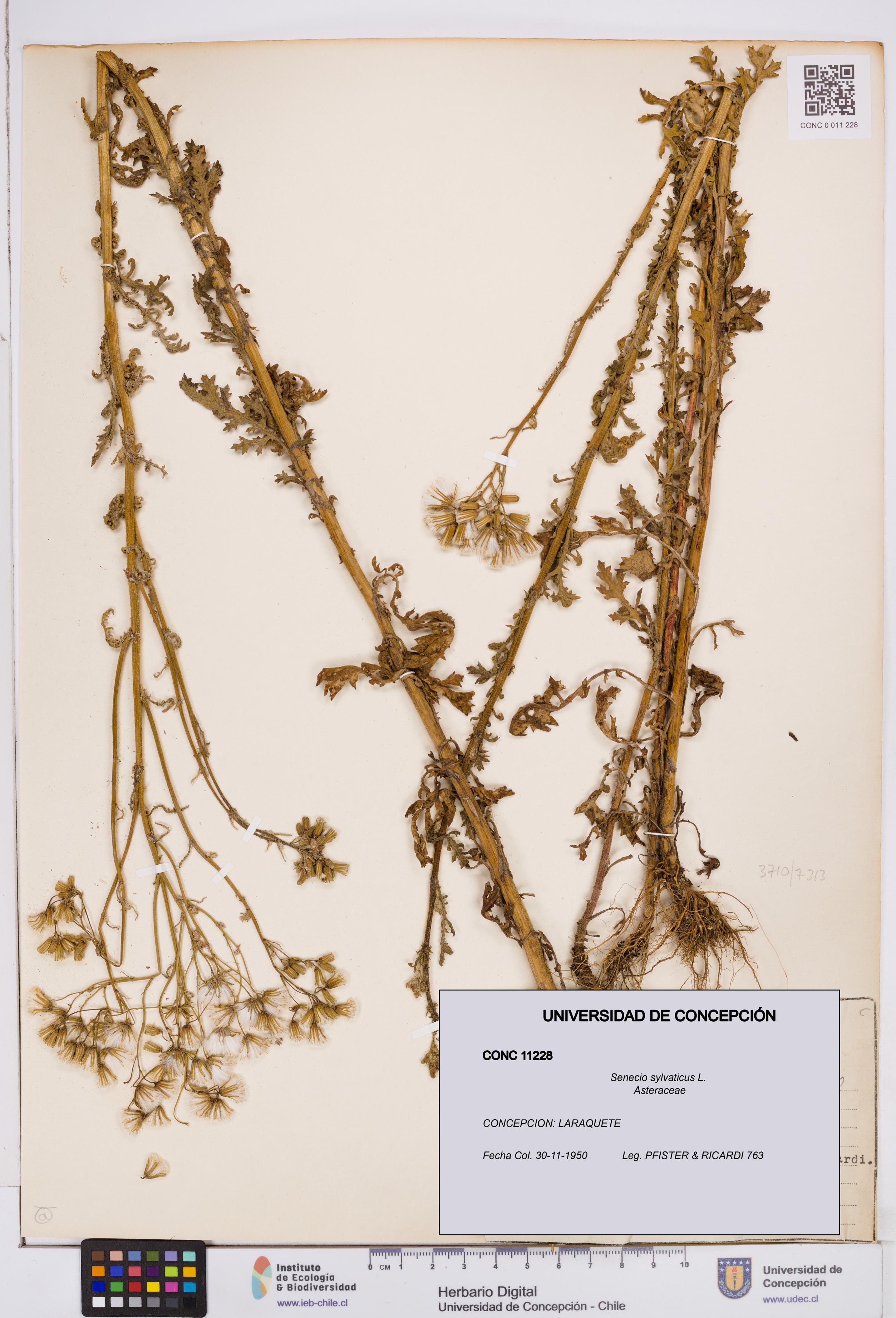 Senecio sylvaticus [Espécimen: ]