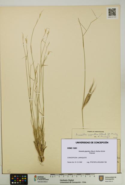 Nassella gigantea [Espécimen: UDEC:CONC:0011231]