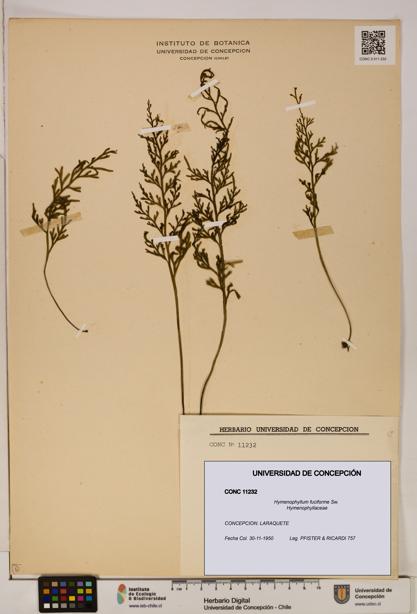Hymenophyllum fuciforme [Espécimen: UDEC:CONC:0011232]