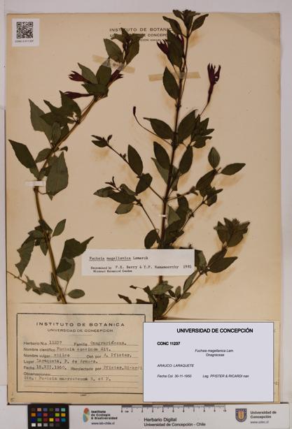 Fuchsia magellanica [Espécimen: UDEC:CONC:0011237]