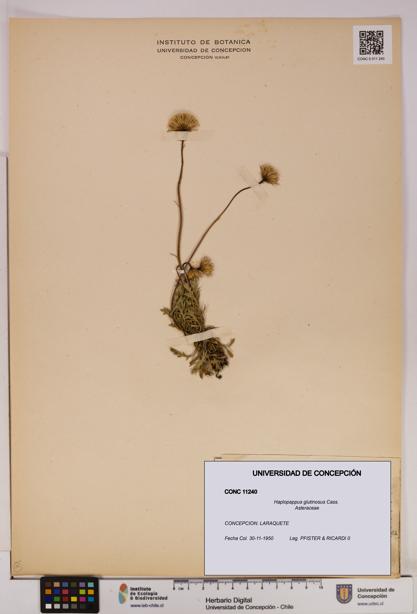 Haplopappus glutinosus [Espécimen: UDEC:CONC:0011240]