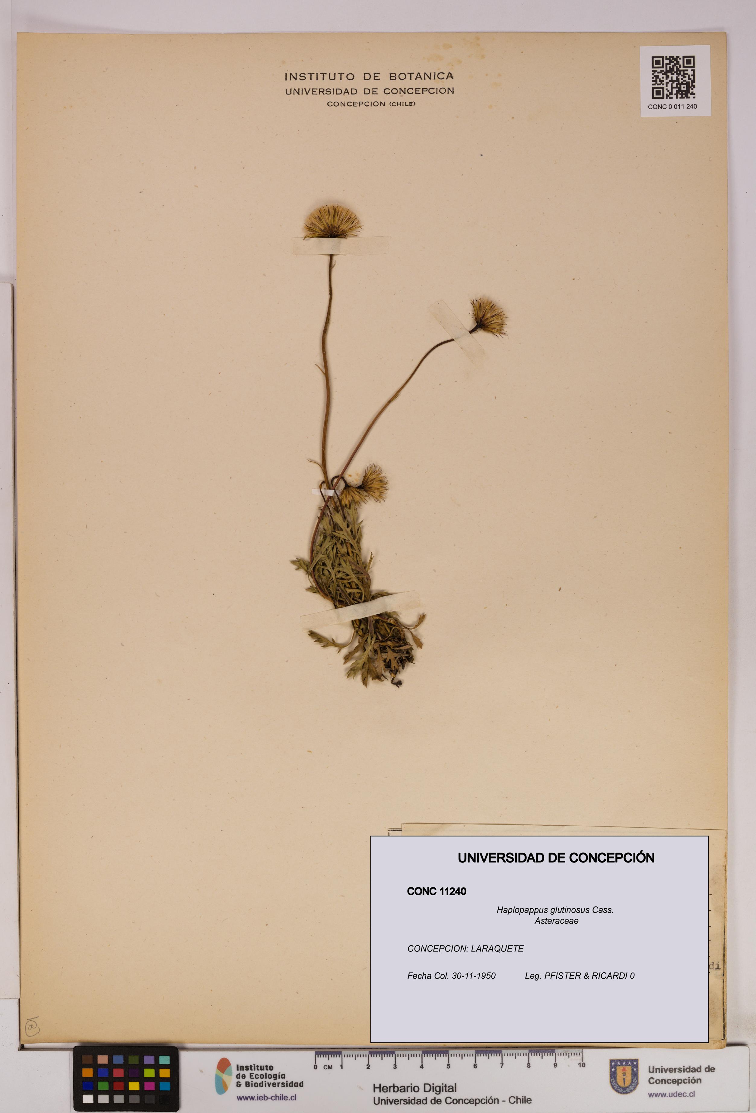 Haplopappus glutinosus [Espécimen: UDEC:CONC:0011240]