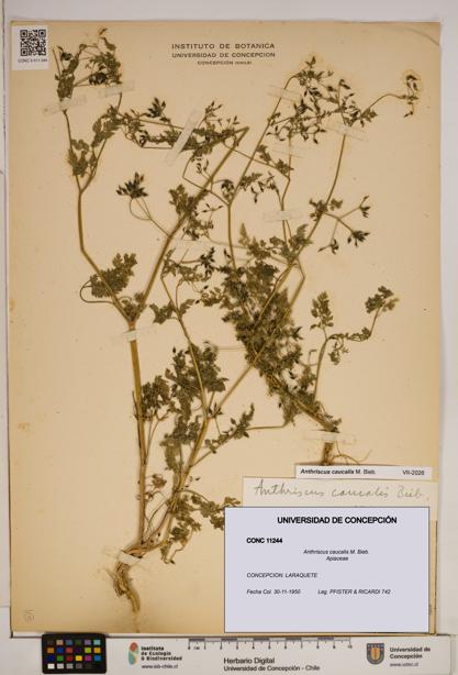 Anthriscus caucalis [Espécimen: ]