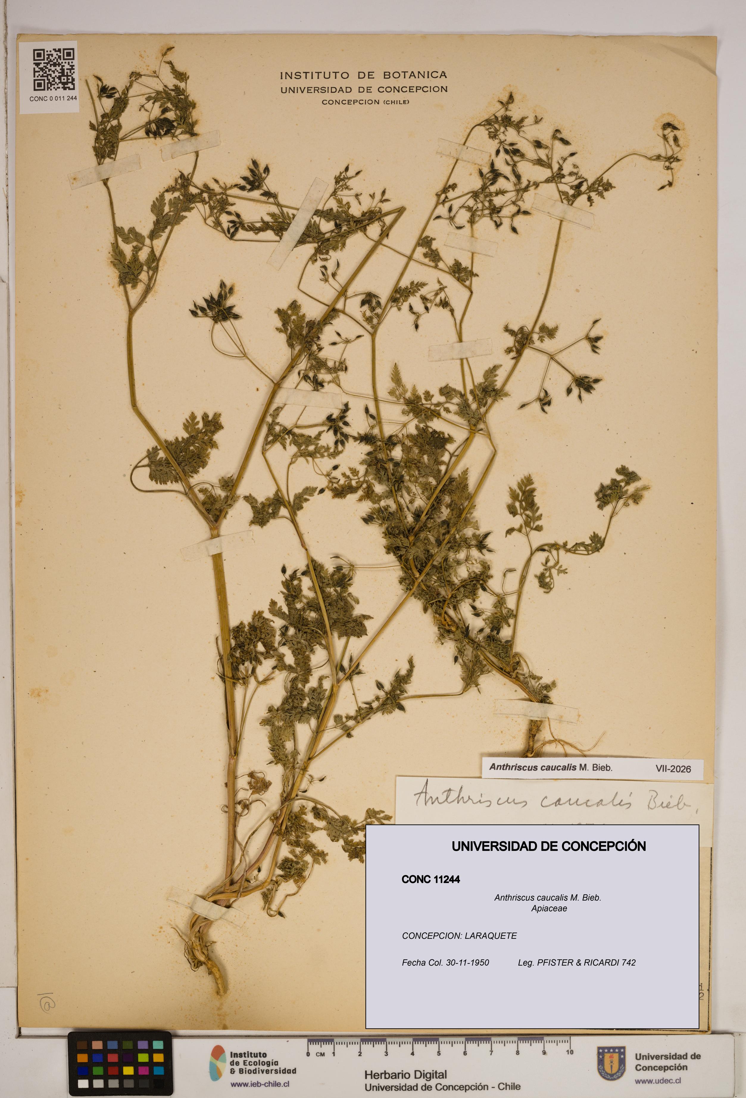 Anthriscus caucalis [Espécimen: ]