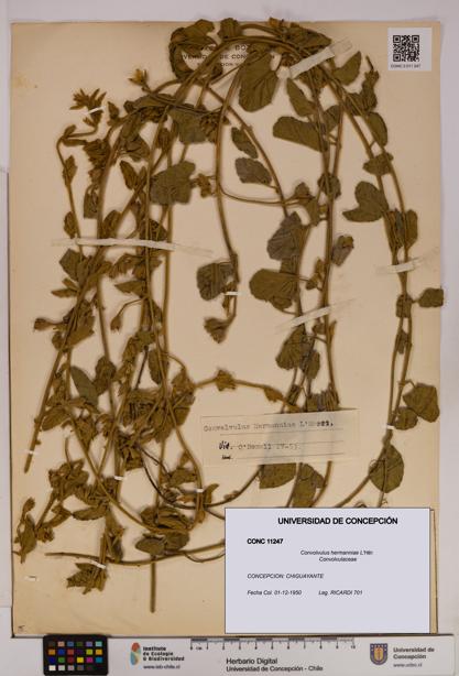 Convolvulus hermanniae [Espécimen: UDEC:CONC:0011247]