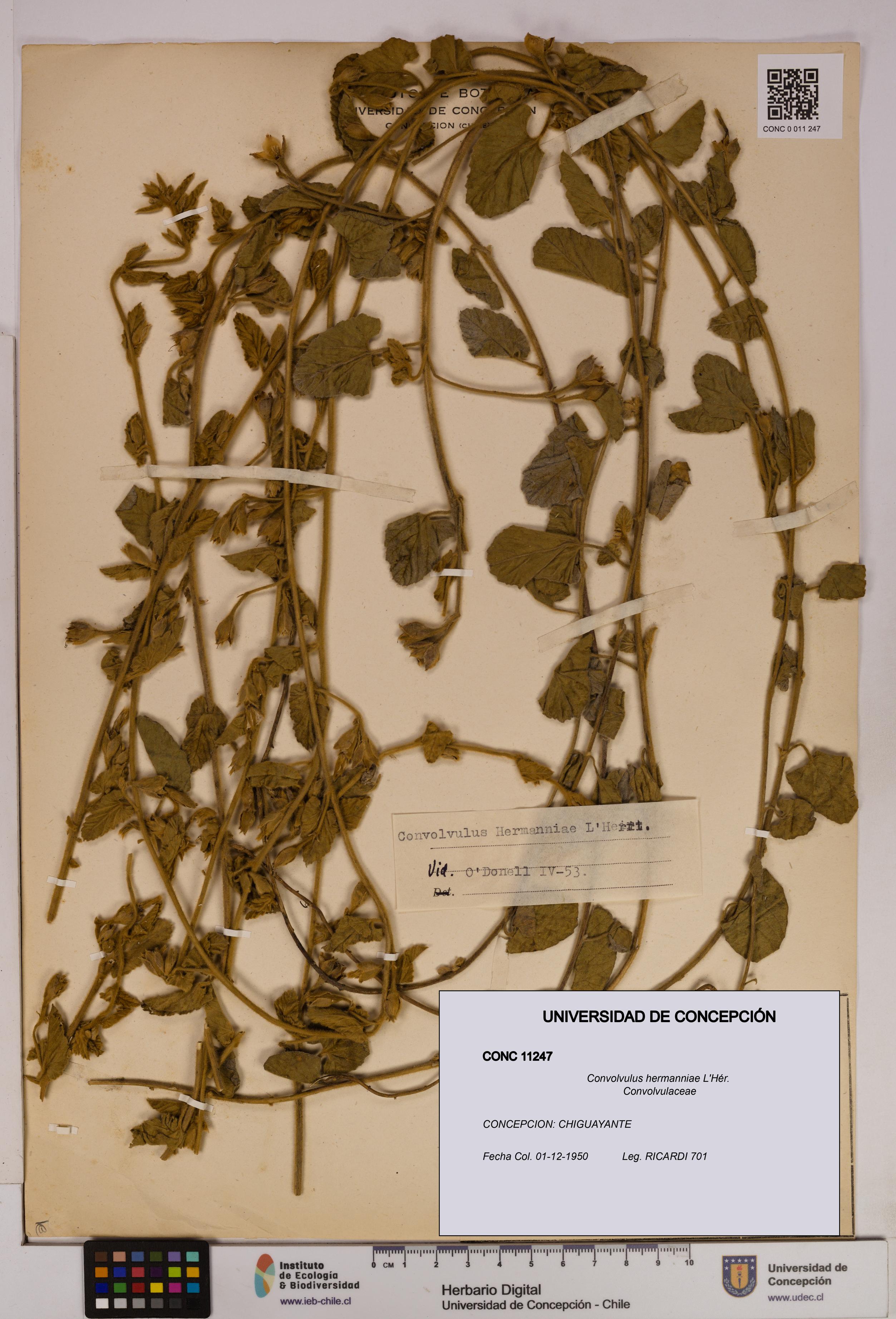 Convolvulus hermanniae [Espécimen: UDEC:CONC:0011247]