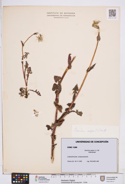 Sonchus asper [Espécimen: ]