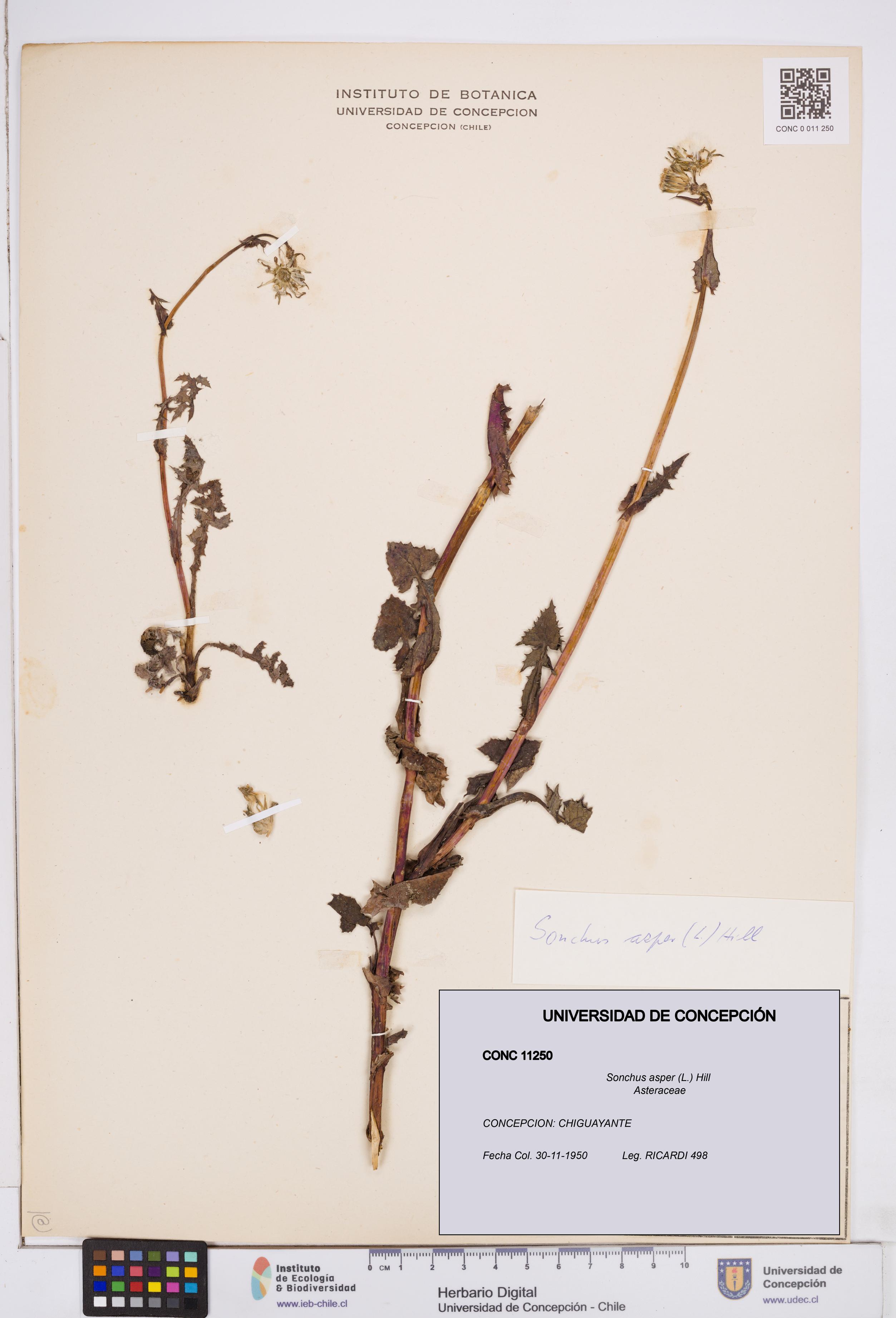 Sonchus asper [Espécimen: ]