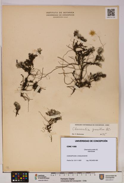 Chevreulia pusilla [Espécimen: UDEC:CONC:0011252]