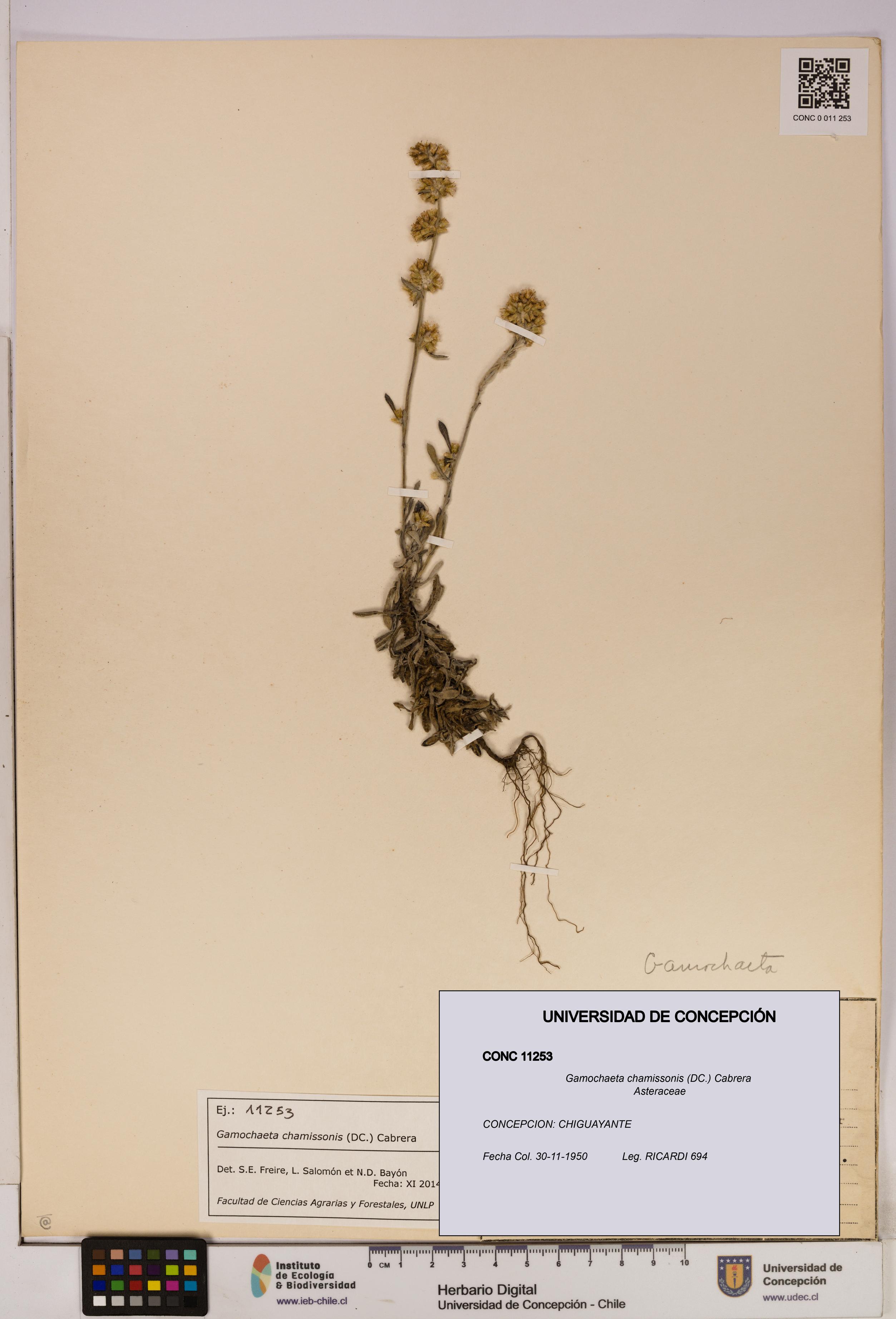 Gamochaeta chamissonis [Espécimen: UDEC:CONC:0011253]