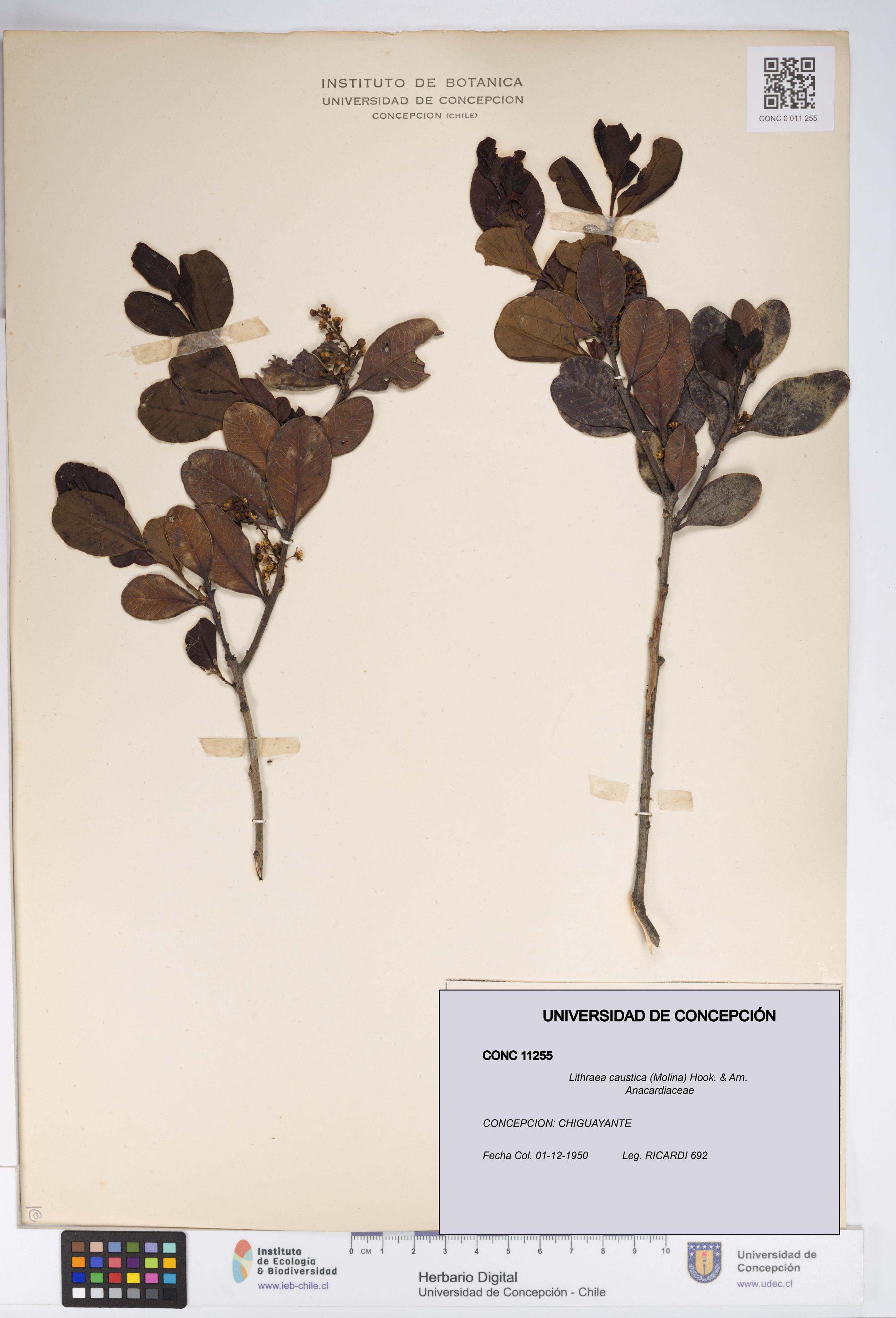 Lithraea caustica [Espécimen: UDEC:CONC:0011255]