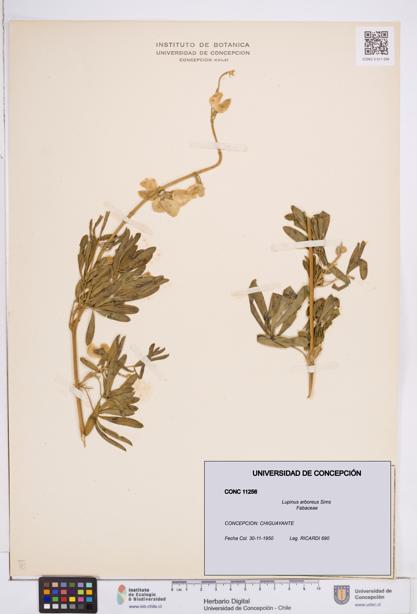 Lupinus arboreus [Espécimen: ]