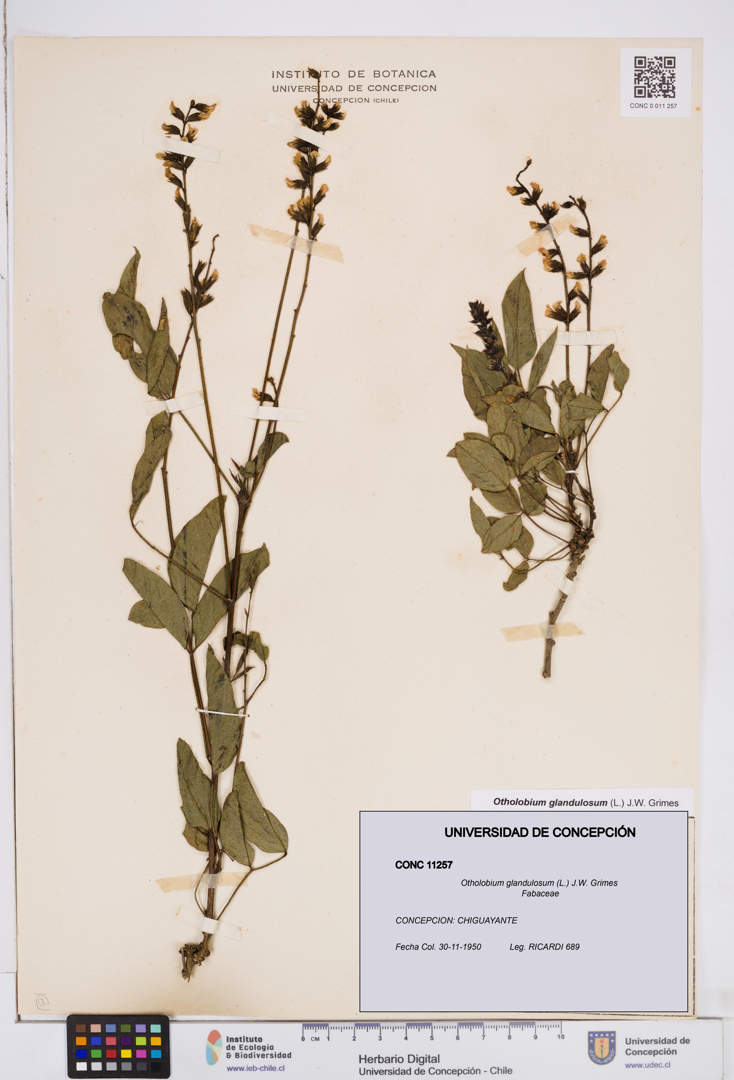 Otholobium glandulosum [Espécimen: ]