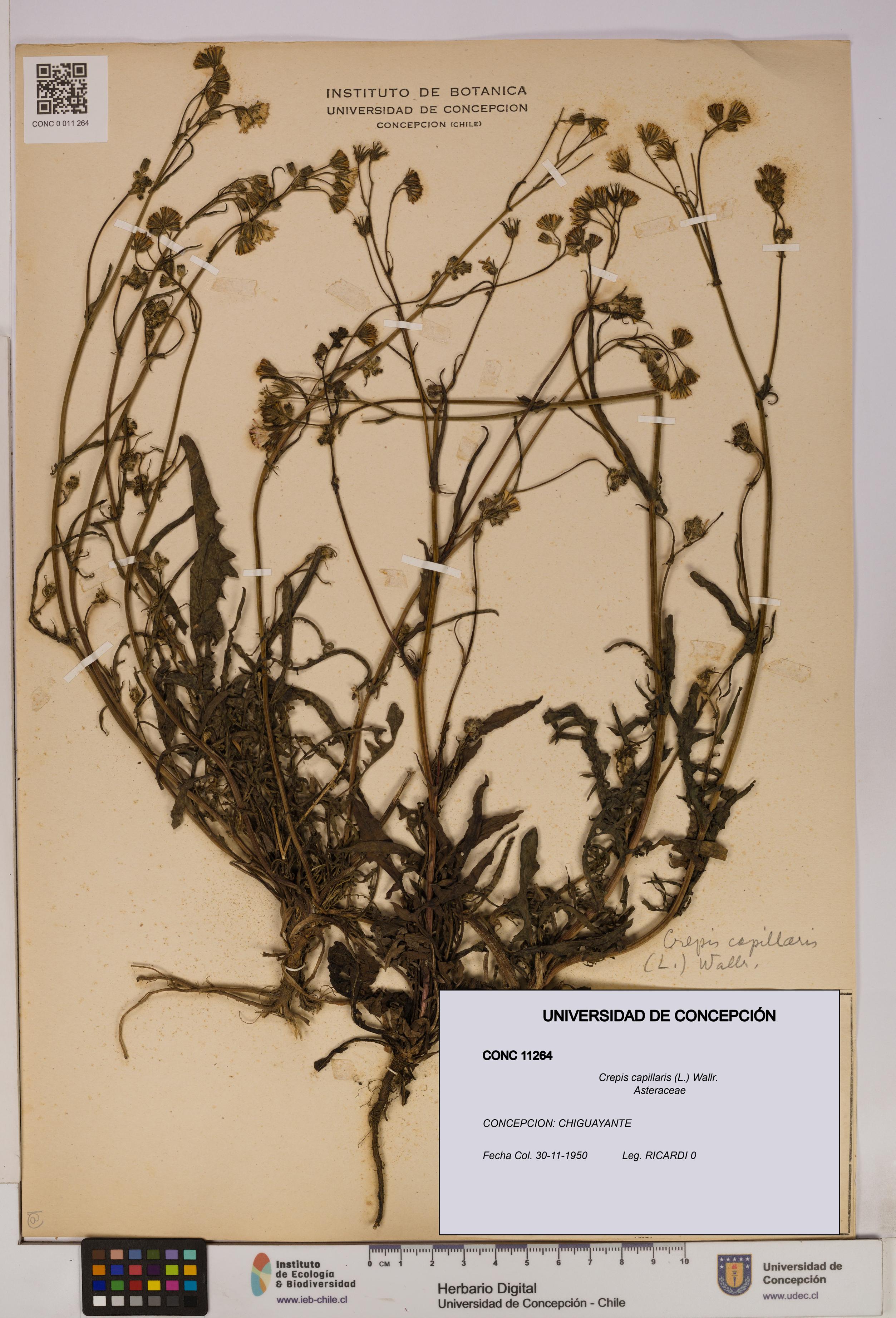 Crepis capillaris [Espécimen: UDEC:CONC:0011264]