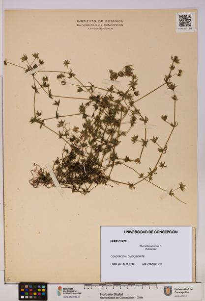 Sherardia arvensis [Espécimen: UDEC:CONC:0011276]