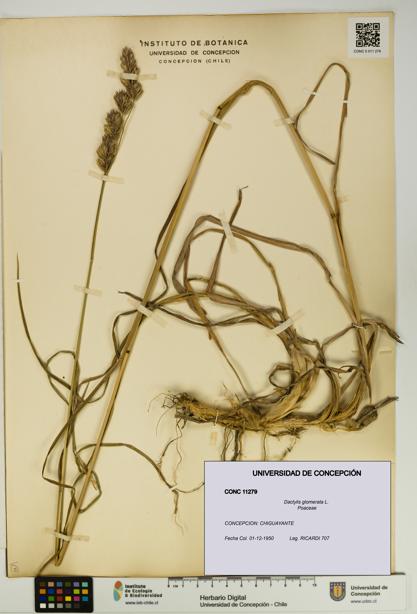Dactylis glomerata [Espécimen: UDEC:CONC:0011279]