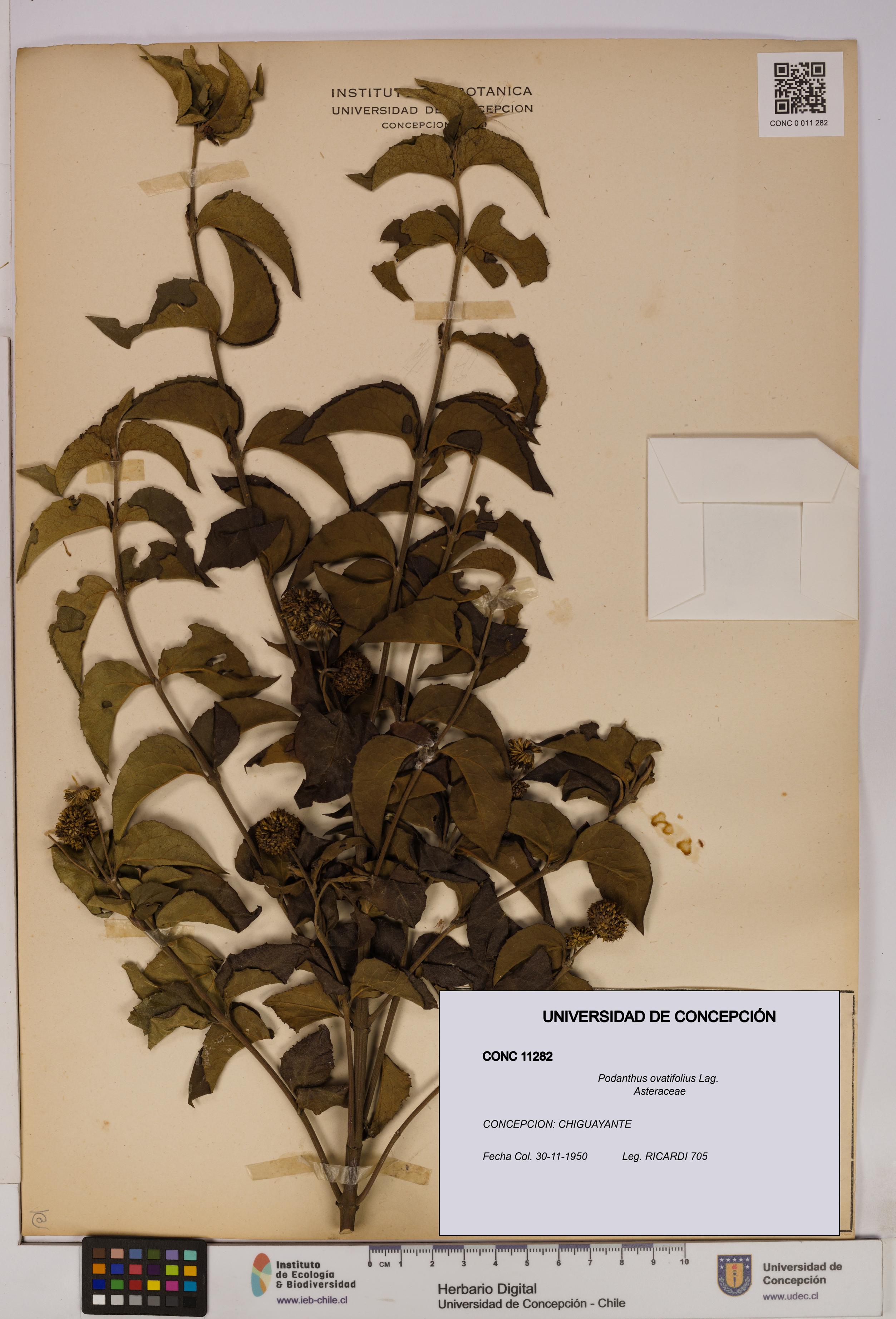 Podanthus ovatifolius [Espécimen: ]