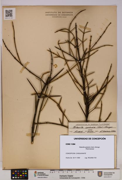 Retanilla ephedra [Espécimen: UDEC:CONC:0011284]