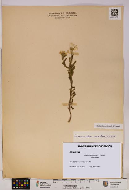 Cladanthus mixtus [Espécimen: UDEC:CONC:0011294]