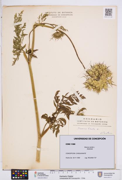 Daucus carota [Espécimen: ]