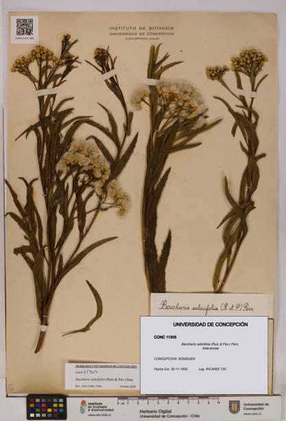 Baccharis salicifolia [Espécimen: UDEC:CONC:0011305]