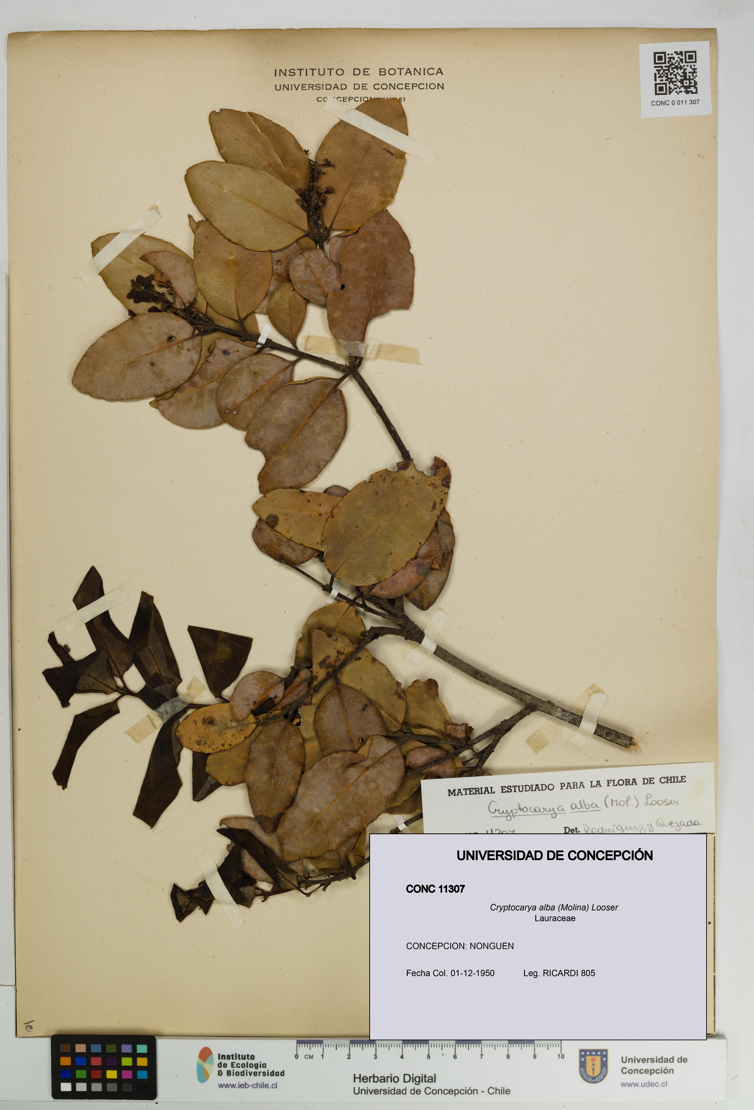 Cryptocarya alba [Espécimen: UDEC:CONC:0011307]