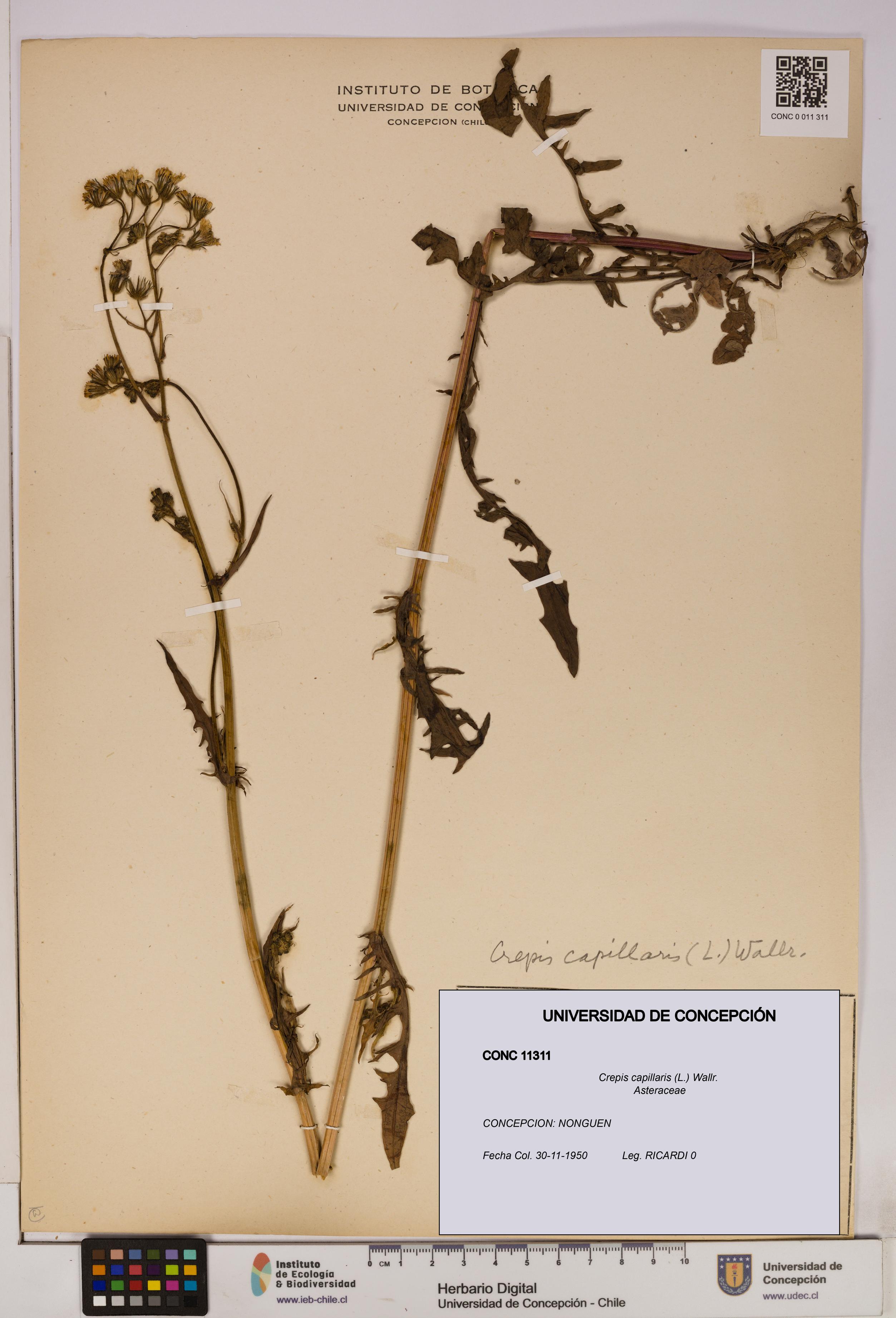 Crepis capillaris [Espécimen: UDEC:CONC:0011311]