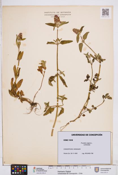 Prunella vulgaris [Espécimen: ]
