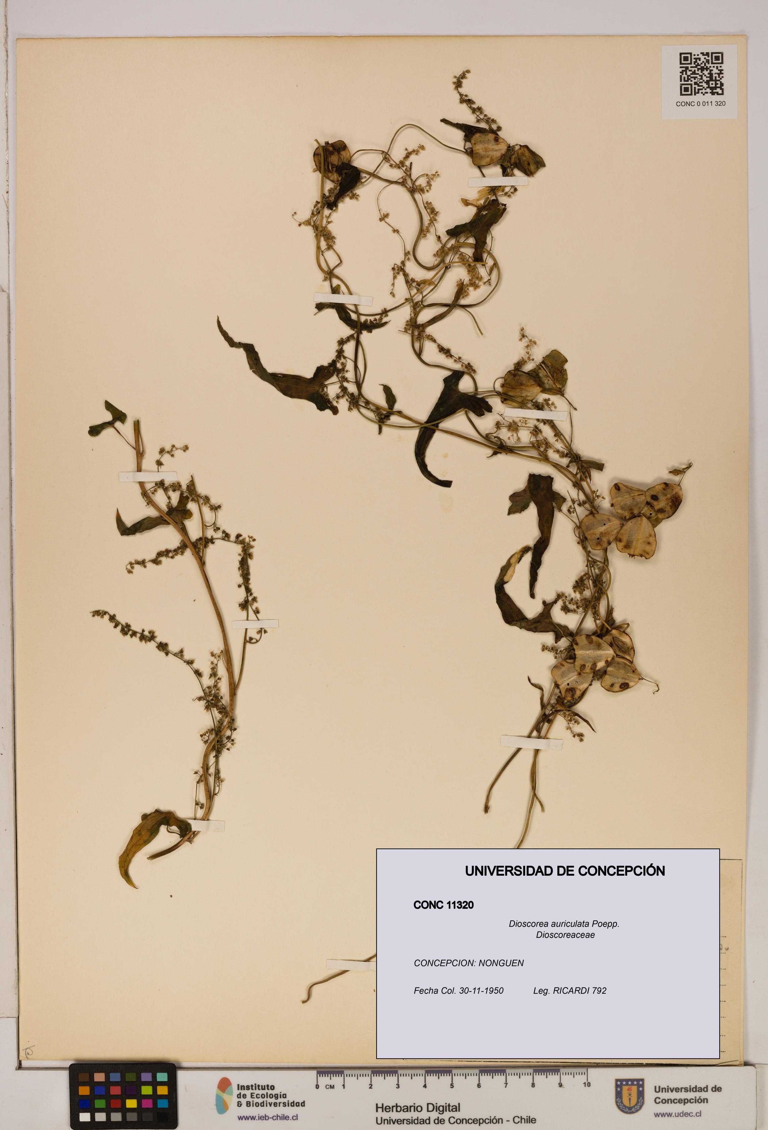 Dioscorea auriculata [Espécimen: ]
