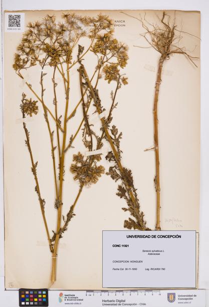 Senecio sylvaticus [Espécimen: ]