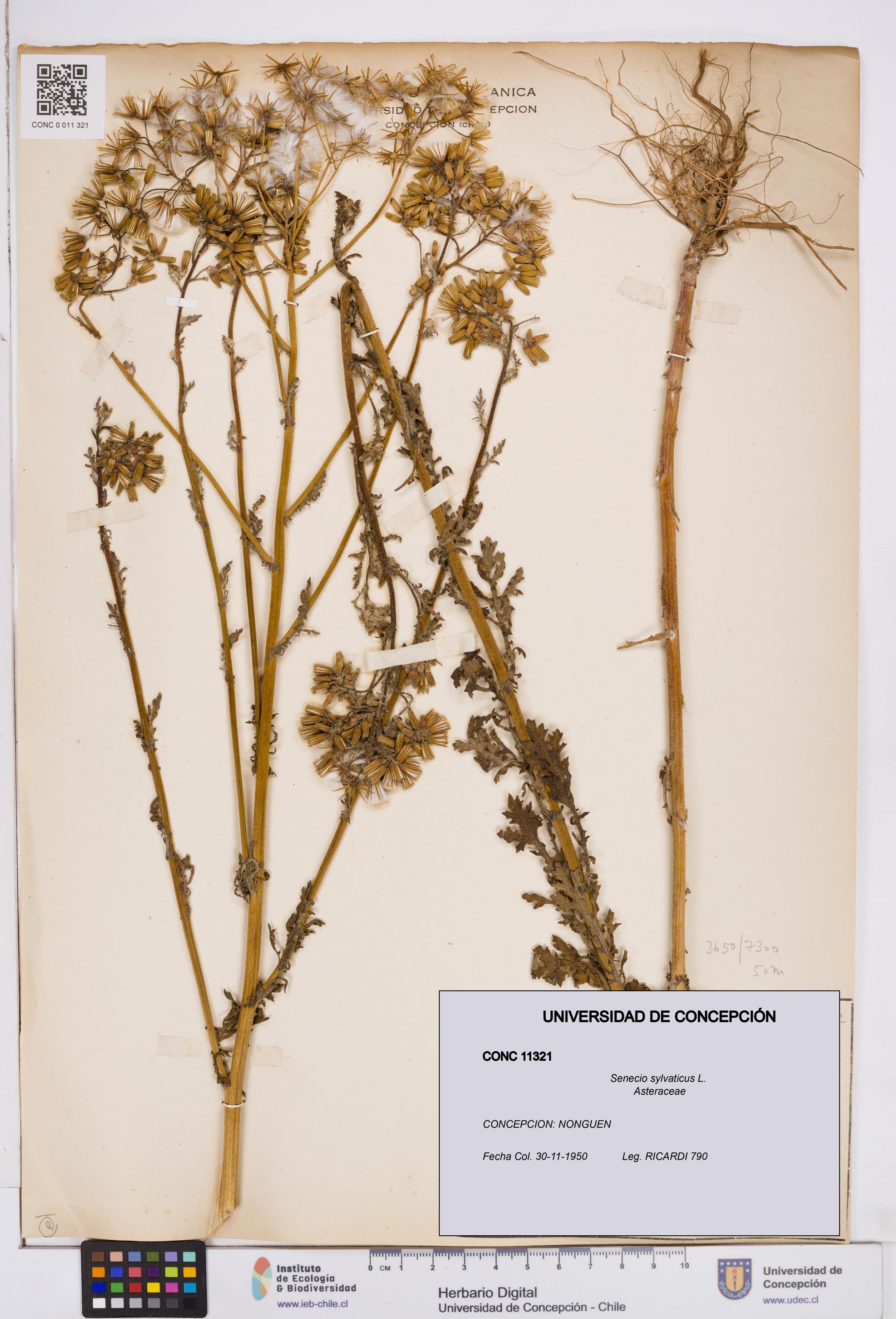 Senecio sylvaticus [Espécimen: ]