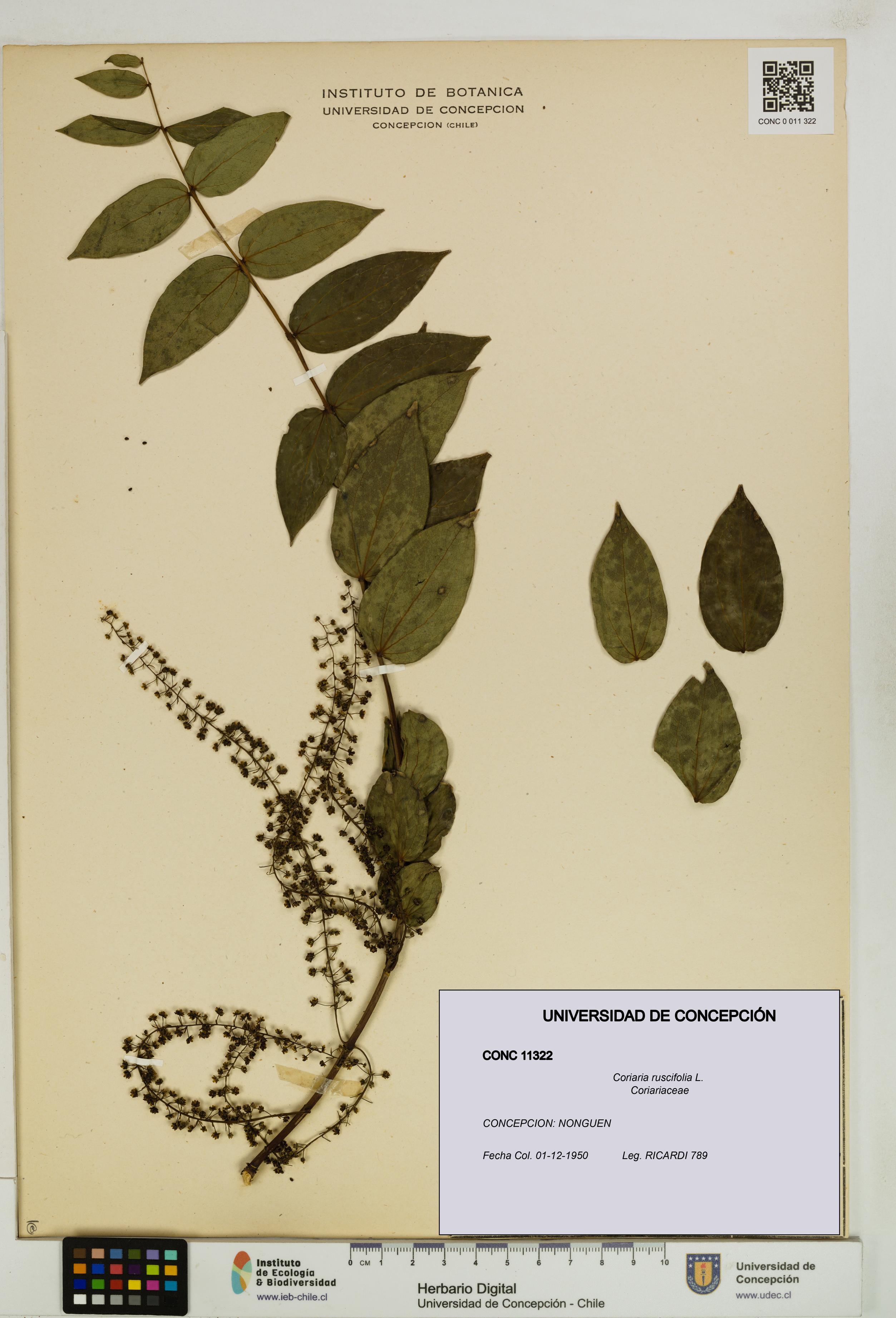 Coriaria ruscifolia [Espécimen: ]