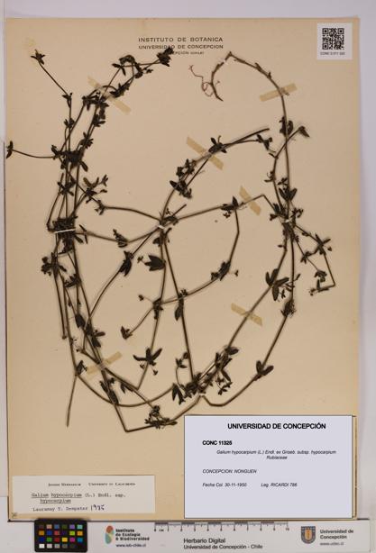 Galium hypocarpium subsp. hypocarpium [Espécimen: UDEC:CONC:0011325]