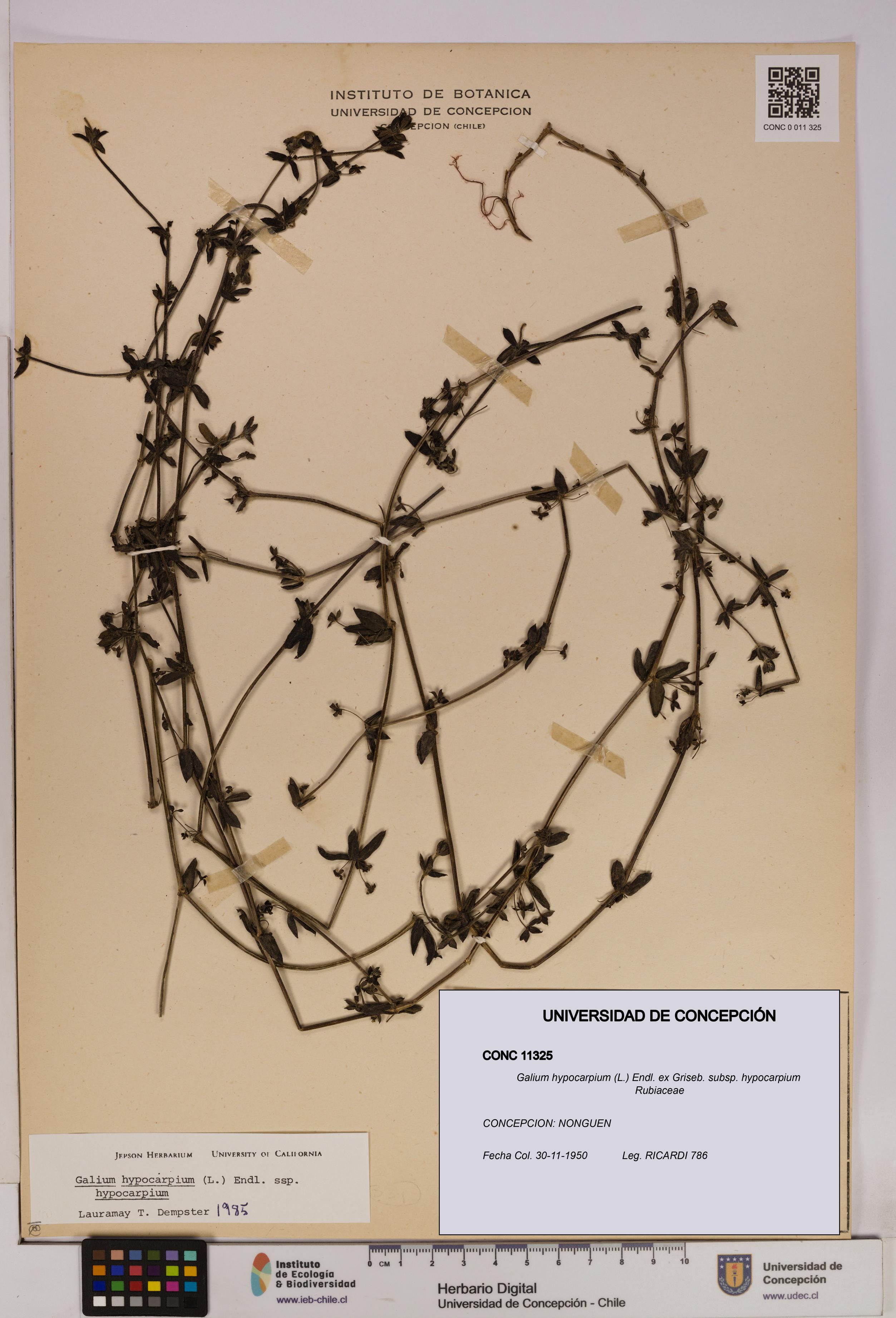 Galium hypocarpium subsp. hypocarpium [Espécimen: UDEC:CONC:0011325]