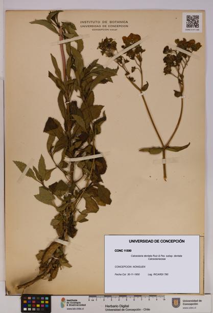 Calceolaria dentata subsp. dentata [Espécimen: UDEC:CONC:0011330]