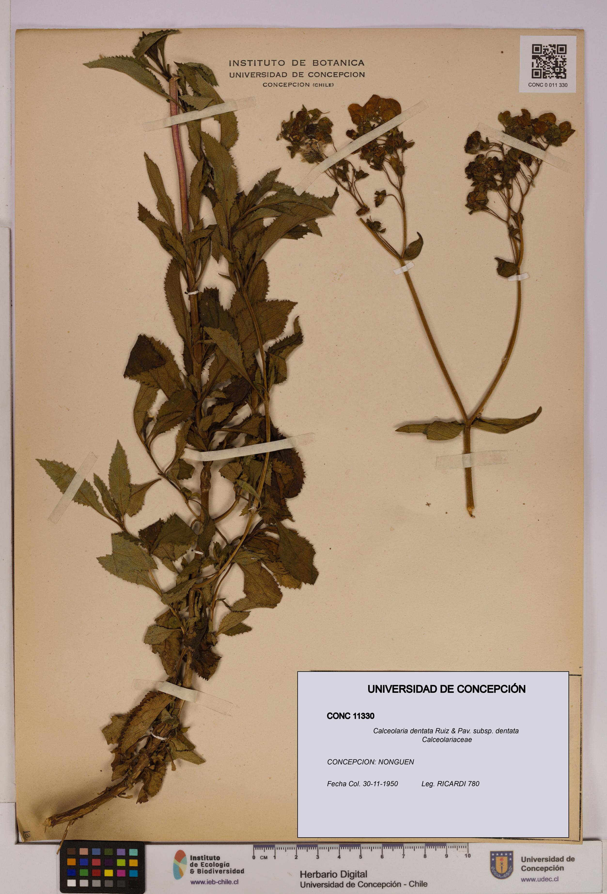 Calceolaria dentata subsp. dentata [Espécimen: UDEC:CONC:0011330]