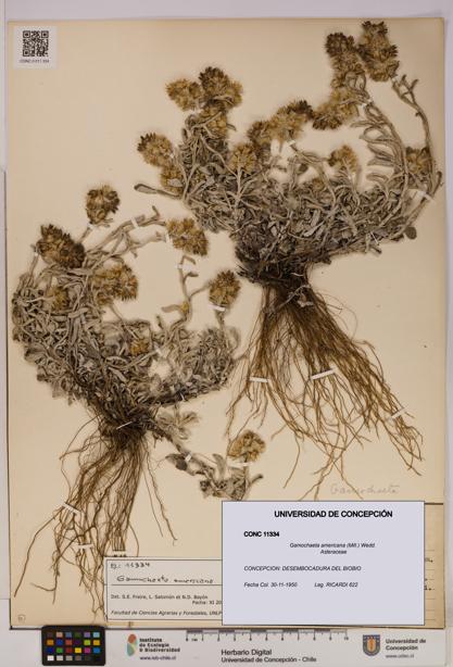 Gamochaeta americana [Espécimen: UDEC:CONC:0011334]