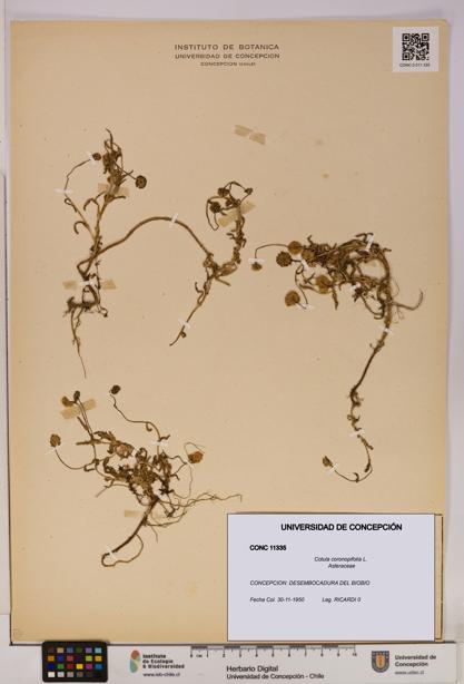 Cotula coronopifolia [Espécimen: UDEC:CONC:0011335]