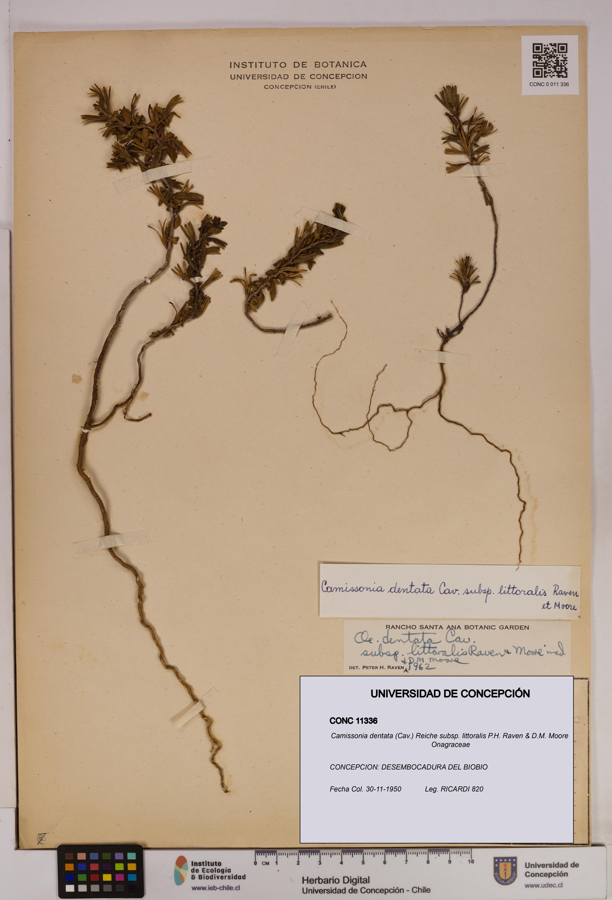 Camissonia dentata subsp. littoralis [Espécimen: UDEC:CONC:0011336]