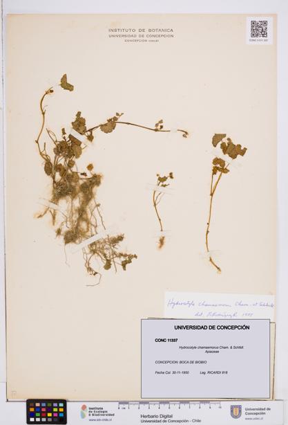 Hydrocotyle chamaemorus [Espécimen: ]