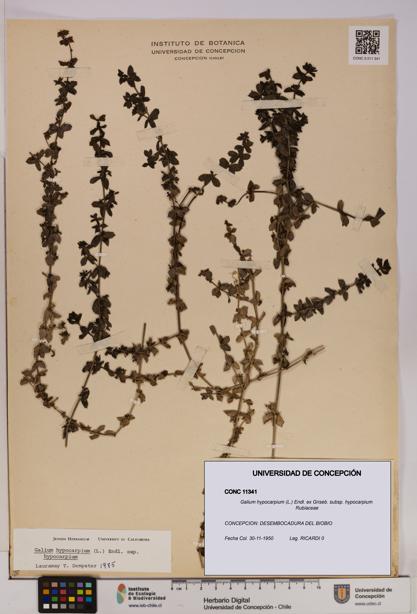 Galium hypocarpium subsp. hypocarpium [Espécimen: UDEC:CONC:0011341]